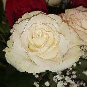 Meet your Posher, Lina